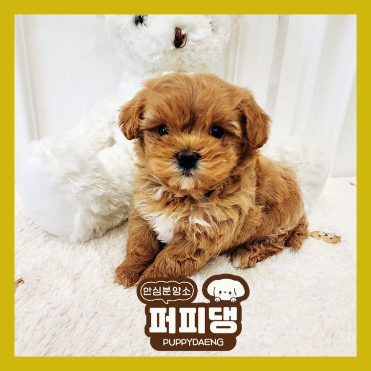  완주애완견분양 선택했다면