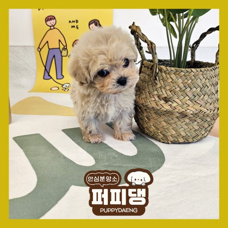  제천강아지무료분양 부담이 줄었어요