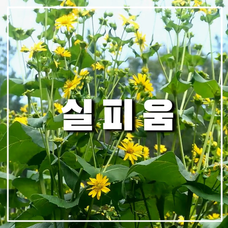  나는 자연인이다에 나온 약초 실피움 식물의 효능, 부작용