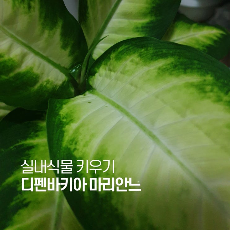  디펜바키아 마리안느 키우기