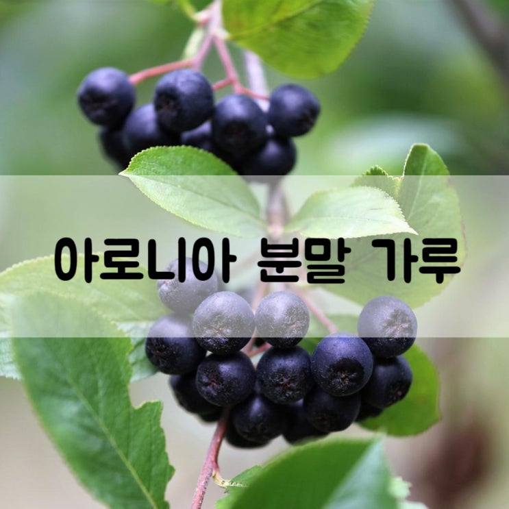  노화 방지 아로니아 분말 가루 효능