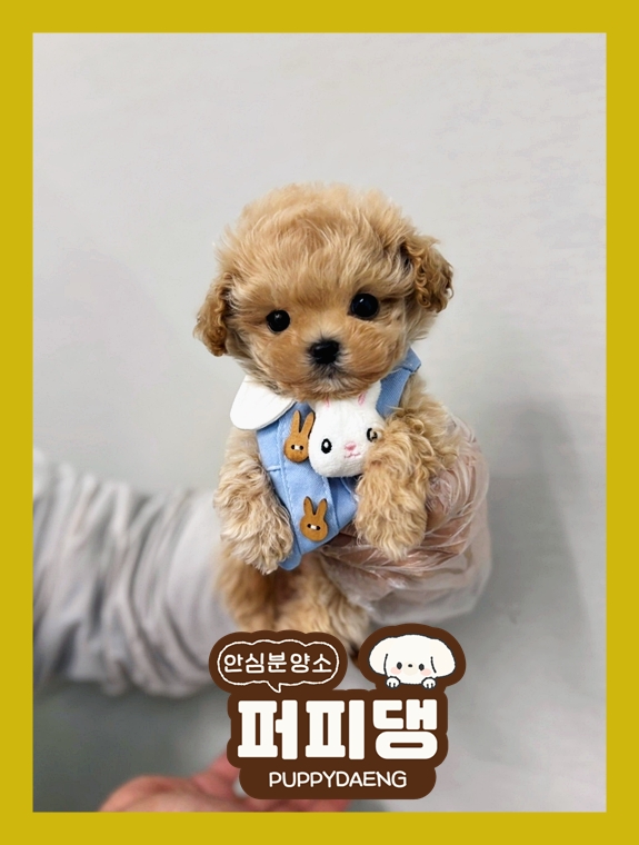  태안시츄분양 행복보다 더욱 큰 행복
