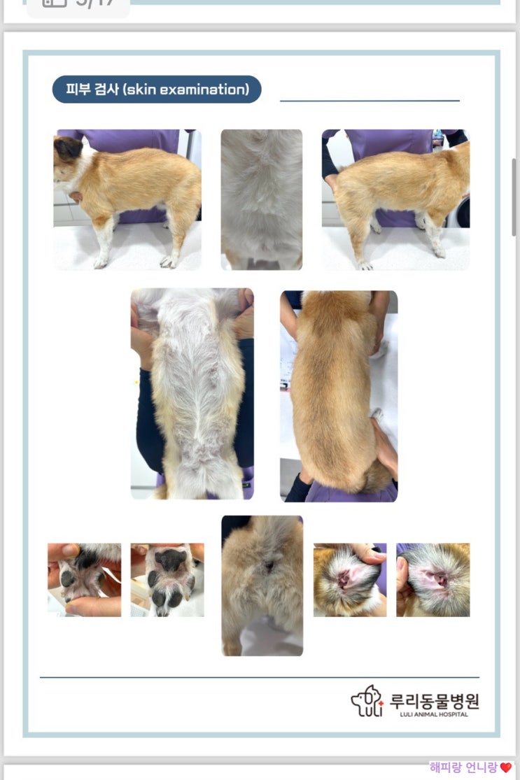  꼼꼼한 강아지건강검진 고덕그라시움동물병원 루리동물병원