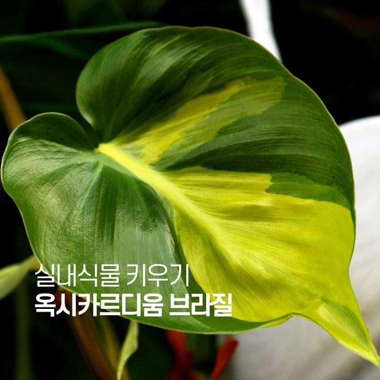  필로덴드론 옥시카르디움 브라질 키우기