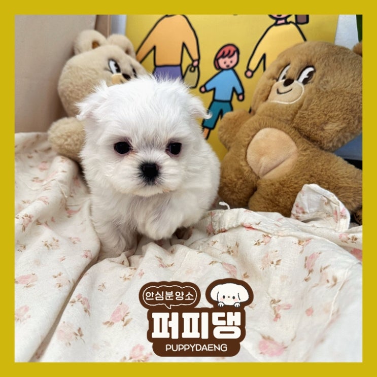  진주말티즈분양 니가 원하는건