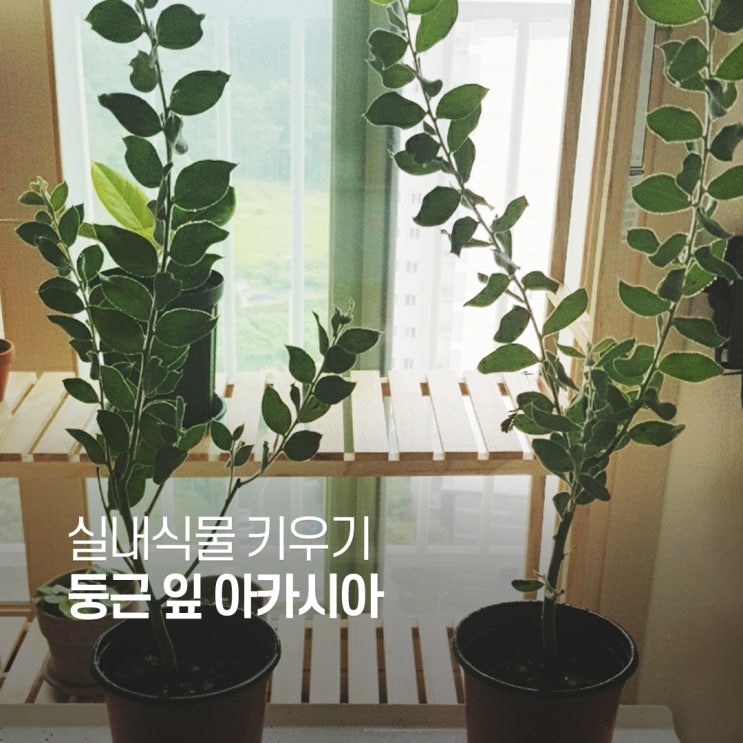  둥근잎 아카시아에 대한 모든 것