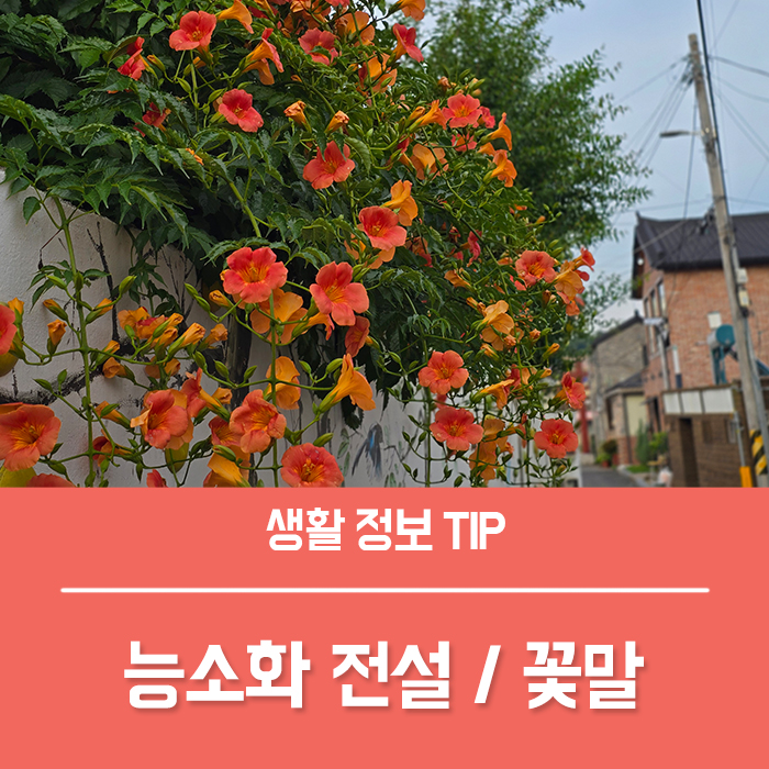  능소화 전설 뜻 능소화 꽃말 키우기 총정리!