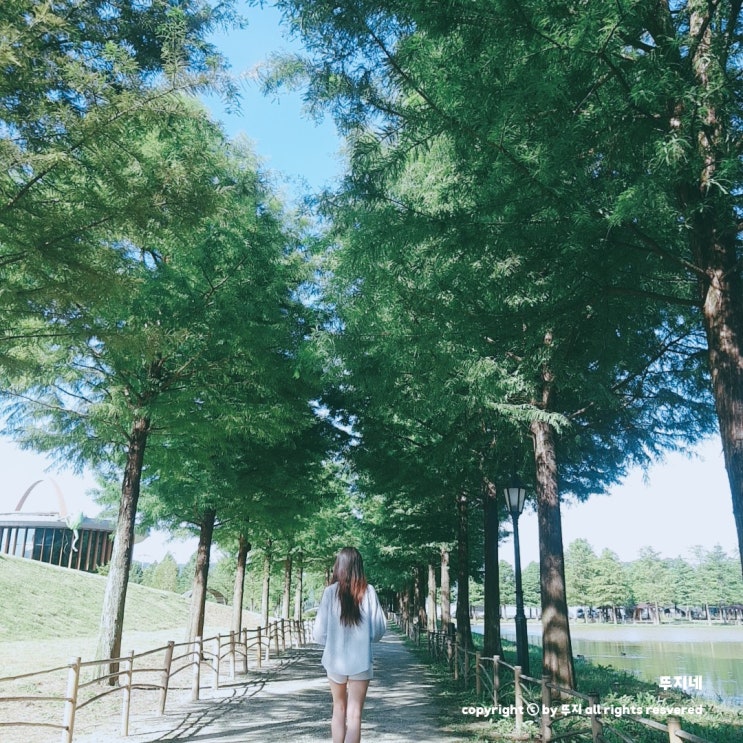  담양 메타세쿼이아 길, 죽녹원 전남 여름 힐링 여행 ft. 갈비창고