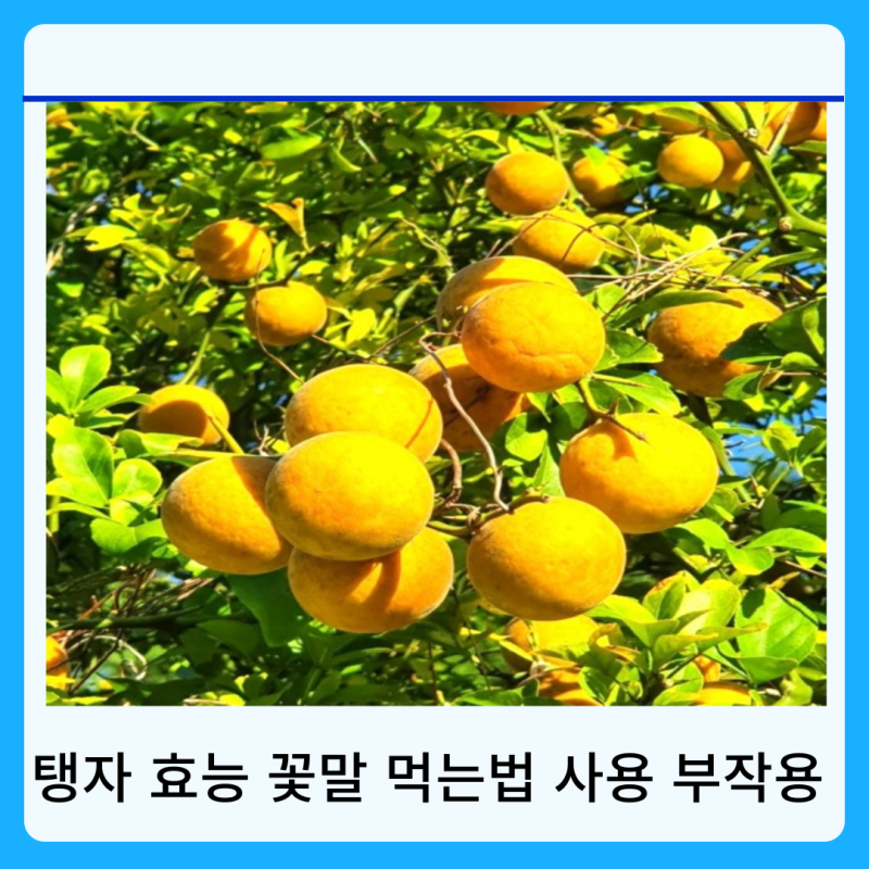탱자 효능 꽃말 사용 먹는 법 부작용