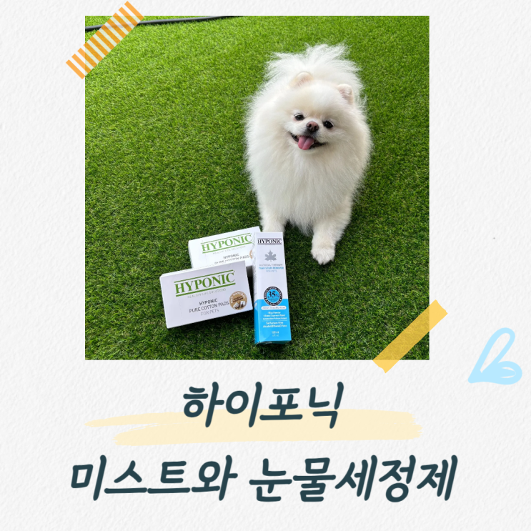  하이포닉 베스트 상품으로 포메라니안 털, 눈물관리하기