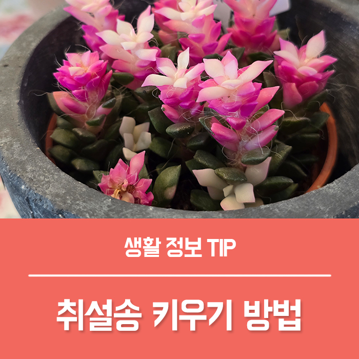  취설송 꽃말 특징 키우기 방법은?