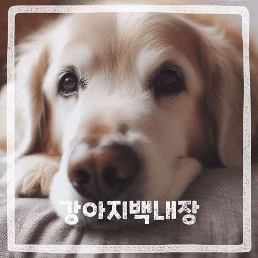  강아지 백내장 초기증상 검사 예방 안약 핵경화 차이