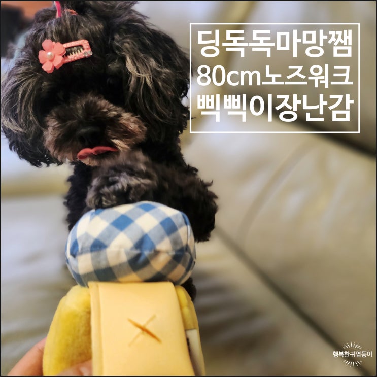  강아지 어려운 노즈워크 삑삑이 장난감 딩독 독마망쨈 내돈내산
