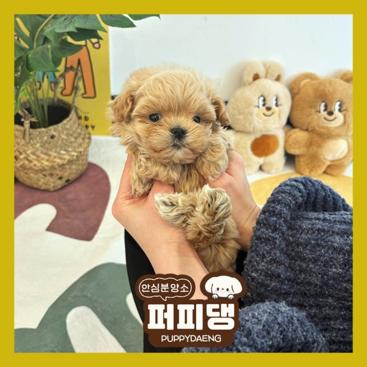  충주대형견분양 미래를 함께해