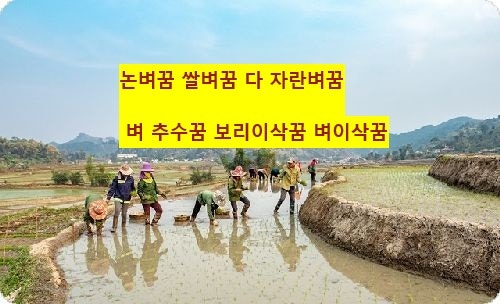 논벼 쌀벼 다자란벼꿈 벼 보리이삭 꿈 추수 수확꿈풀이 이야기