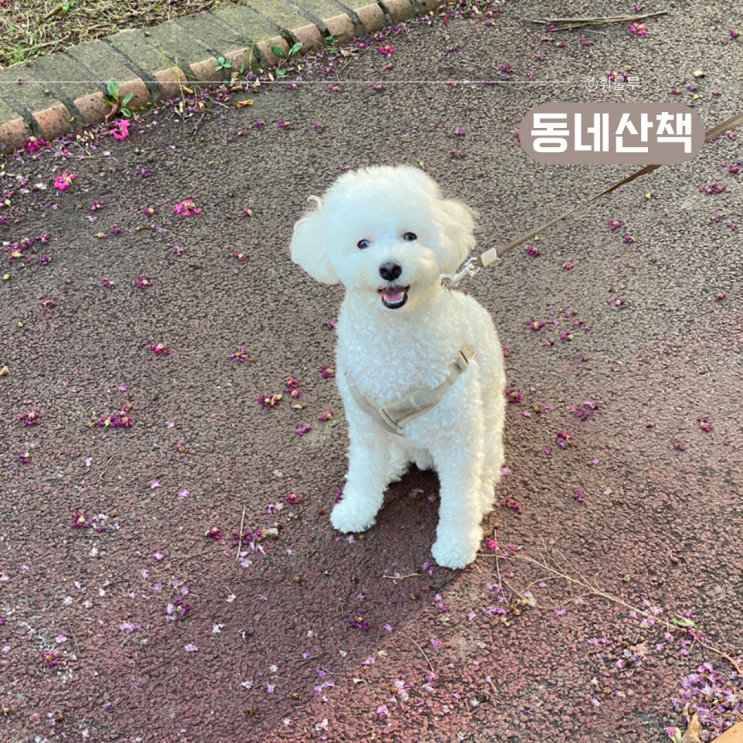  진해 강아지 산책 펜디의 동네 일상