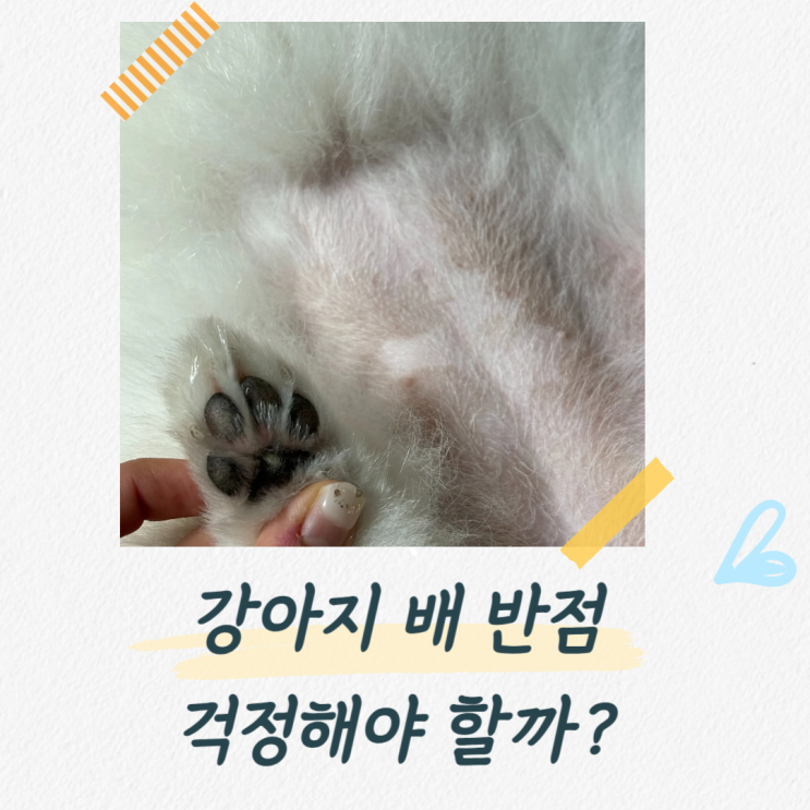  강아지 배 반점, 걱정해야 할까? 원인, 질병이름, 관리방법까지
