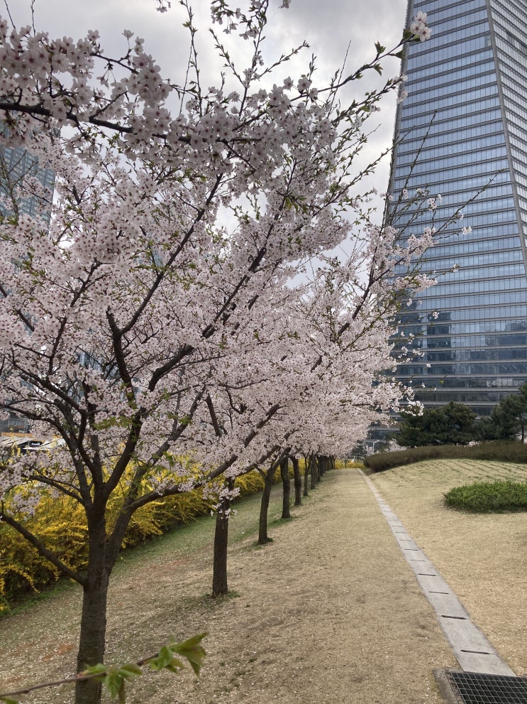  송도동 벚꽃