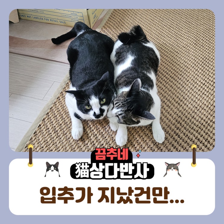  여름 고양이들 501호의 에어컨 설정법
