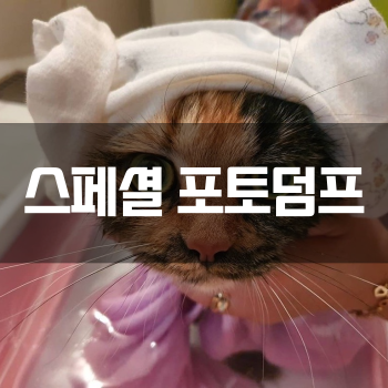  [스페셜 포토덤프] 내 고양이 자랑 (๑'ᵕ'๑)⸝*