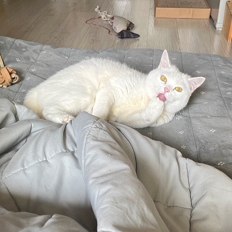  5살 고양이 음식 알러지 증상, Before & After