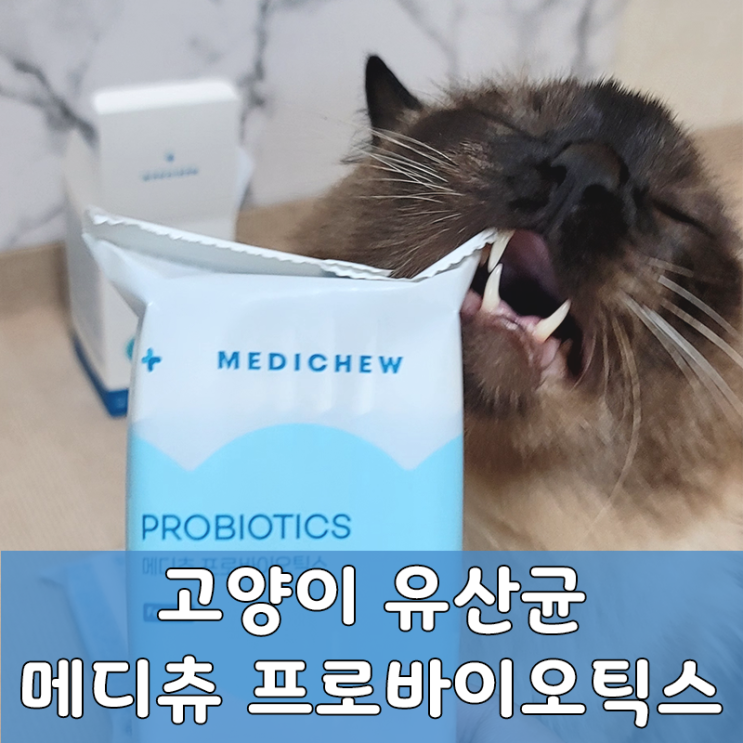  메디츄 프로바이오틱스 고양이유산균으로 장 건강과 면역력 키우기