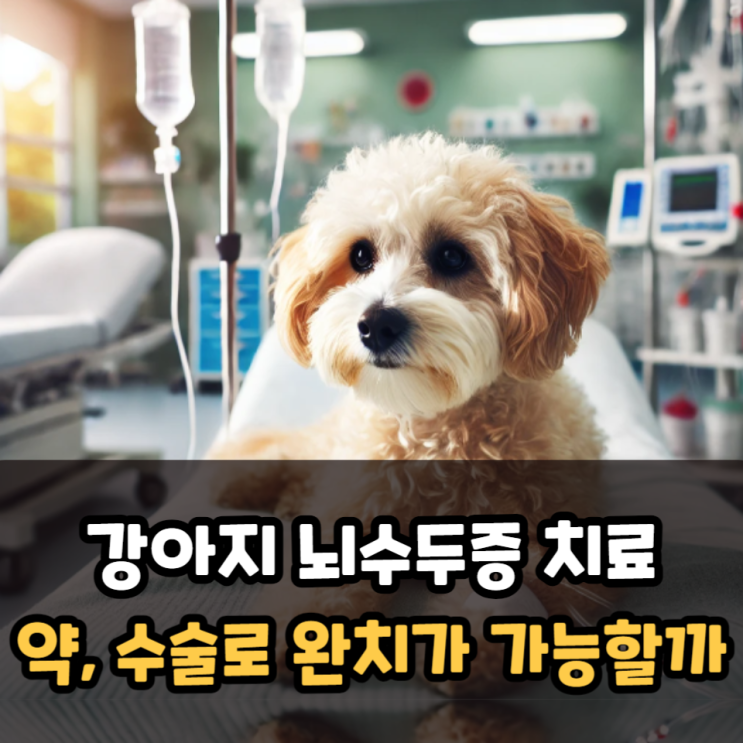  강아지 뇌수두증 치료, 증상 약, 수술로 완치가 가능할까?