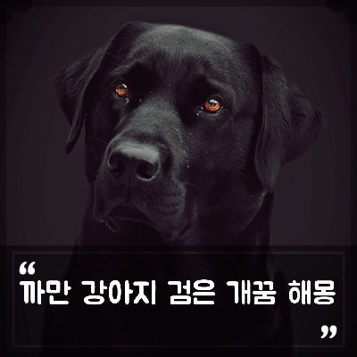 까만 강아지꿈 검은 개꿈 해몽