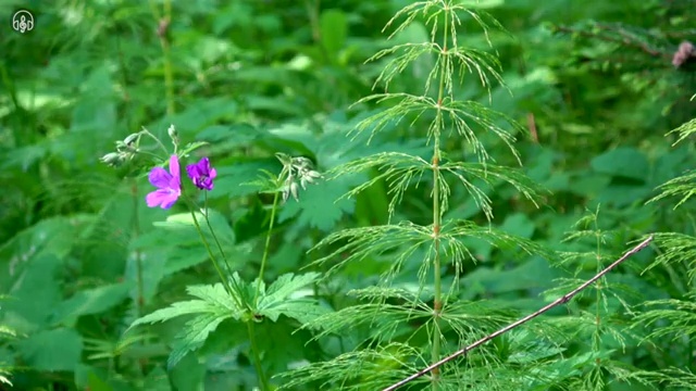  산림기사 시험일정 산림기사 자격요건 온라인 수업으로 5달만에 완료한 노하우