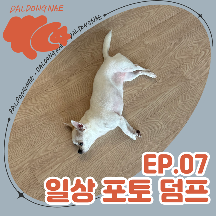  일상 포토덤프 우리가 지내는 이야기