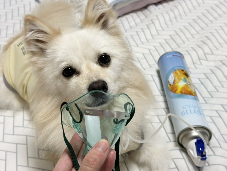 뇌수막염 투병일지ㅣ강아지 고체산소, 산소컨, 산소캔
