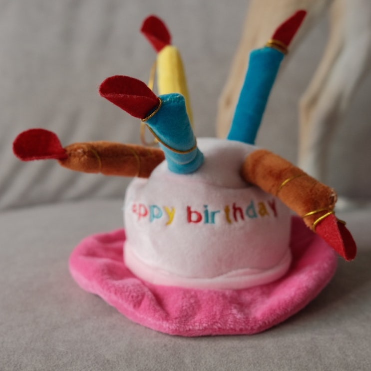  우리집 막내 최봉구 열번째 생일파티