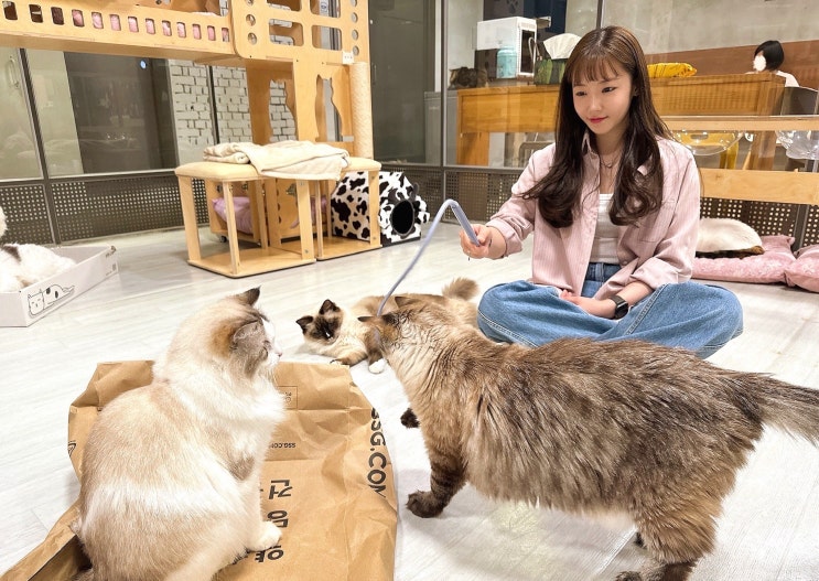  일상 포토덤프 옛날처럼 생각없이 블로그하고싶어