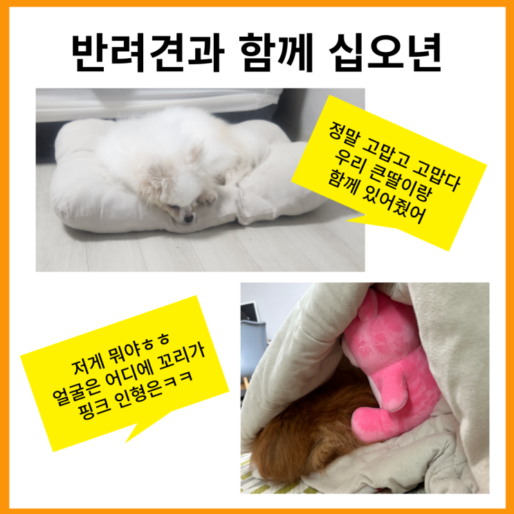  반려견과 함께 십오년