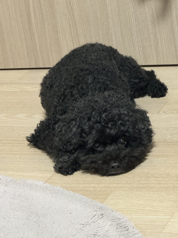  까만 검정 블랙 푸들 14년차 리뷰