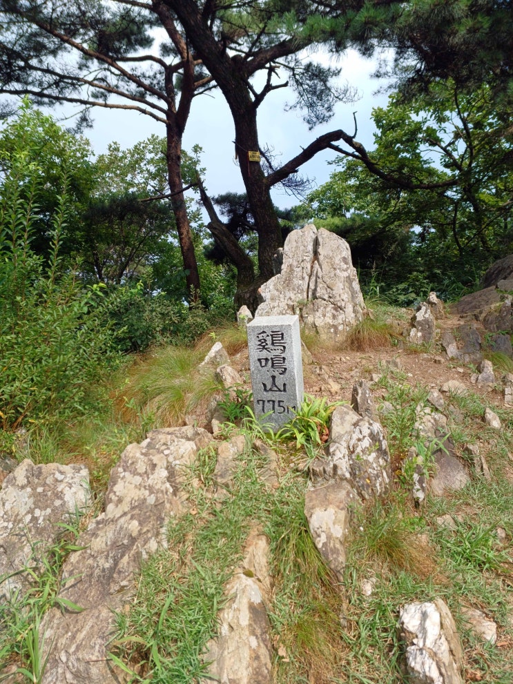  폭염을 뚫고 초파리와 함께 충주 계명산 등산