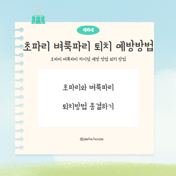  초파리 벼룩파리 퇴치 예방방법
