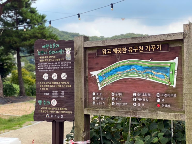  공주 유구색동수국정원ㅣ걷기좋은 유구천 산책로