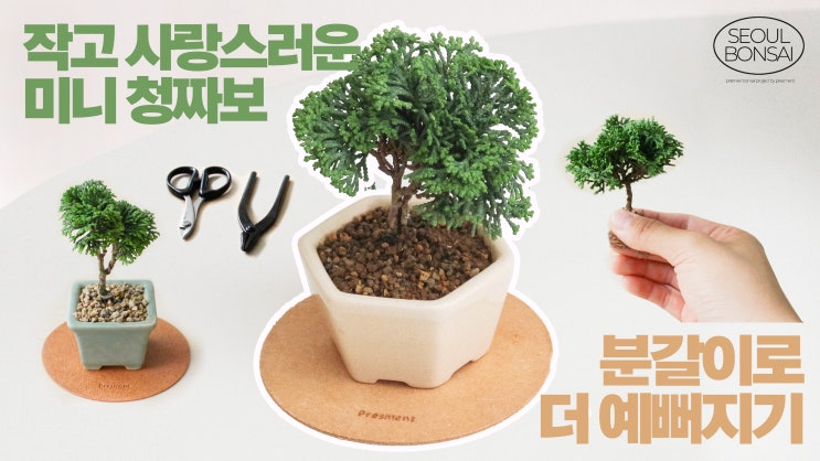  작고 사랑스러운 미니 청짜보, 분갈이로 더 예뻐지기