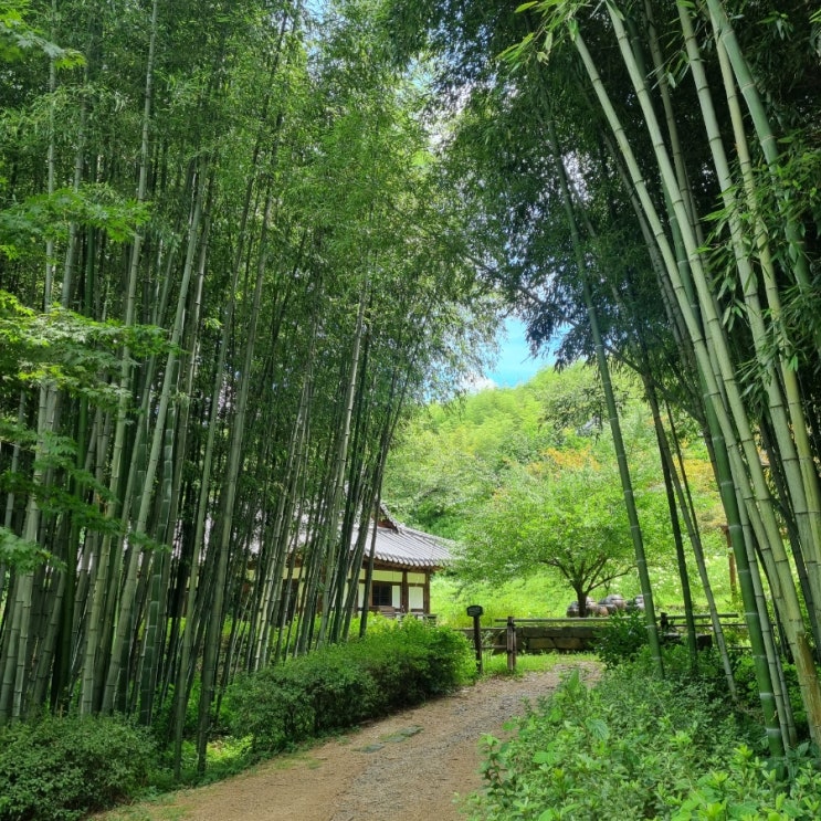  담양 가볼만한곳 죽녹원 입장료, 볼거리