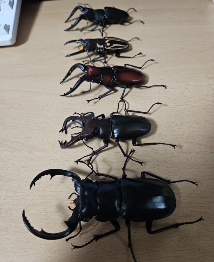  생물대도감 사슴벌레 6탄, 7탄 리뷰 & 가챠 고르는 팁