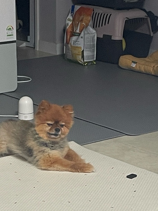 쪄 죽겠어요. 8월 2주 차 일상