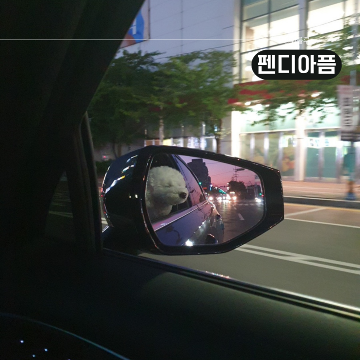  진해 경화역공원 강아지 산책 펜디의 아픈 하루
