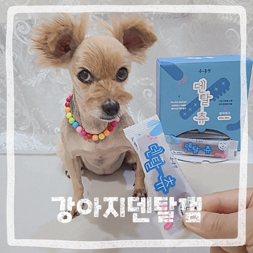  강아지덴탈껌 추천 노견 입냄새 치석제거껌 3개월강아지개껌