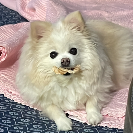  강아지 터키츄 기호성 좋은 그래니스 독