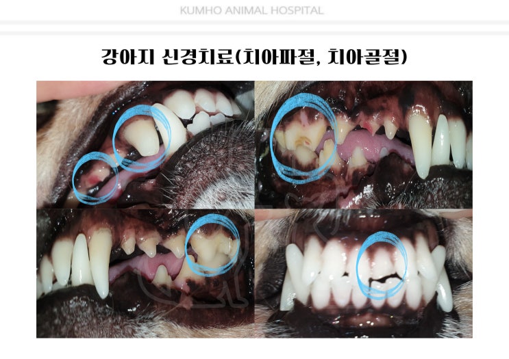  광주 강아지 치과 - 8살 강아지의 치아파절(치아골절)로 인한 신경치료 Case [광주 치과 동물병원, 금호동 동물병원, 강아지 신경치료, 강아지 부분신경치료, 강아지 레진]