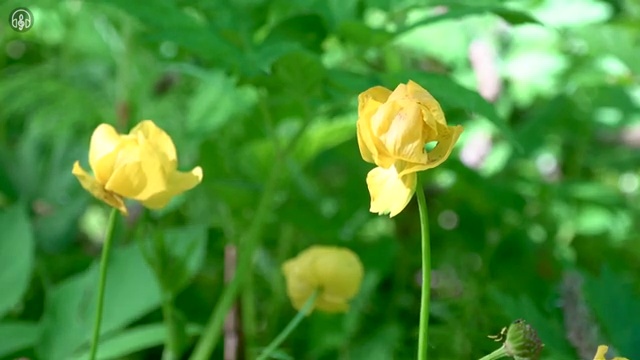  도로교통사고감정사 , 자격증 학습방법