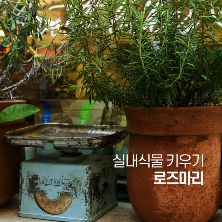  로즈마리 키우는 법 로즈마리에 대한 모든 것