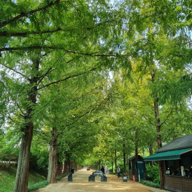  담양 메타세콰이어길 입장료, 위치