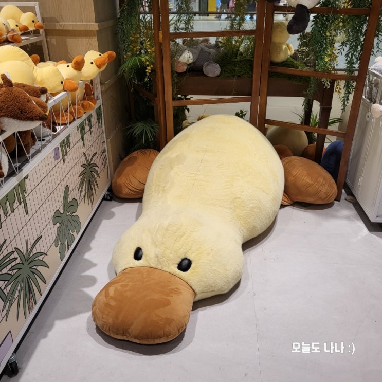  [수원 스타필드 놀거리] 오리너구리 인형이?! 마일드무무 수원 스타필드 팝업 :D